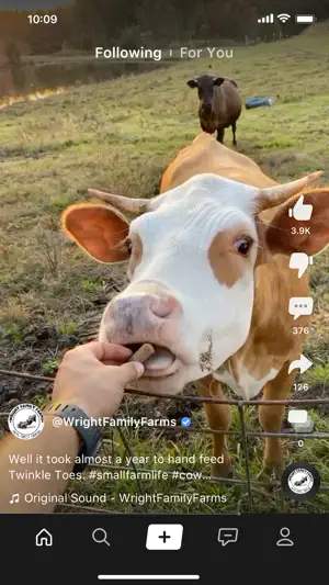 Short video of a hand feeding a brown-and-white cow on a farm, posted by @WrightFamilyFarms with 3.9K likes