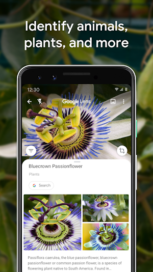 Lens identifying a Bluecrown Passionflower under a Plants label with a Search button and matching flower photos