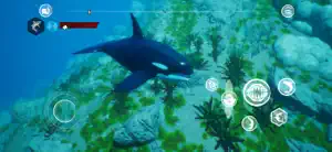 A dark orca-patterned shark gliding over a reef