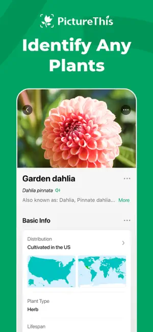 Garden dahlia result page with the Latin name Dahlia pinnata, Basic Info and distribution maps marked Cultivated in the US