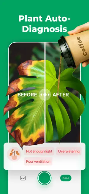 Plant Auto-Diagnosis before-and-after split of a Monstera leaf tagged Not enough light, Overwatering and Poor ventilation