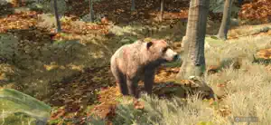 A brown bear at close range on a forest slope in autumn light